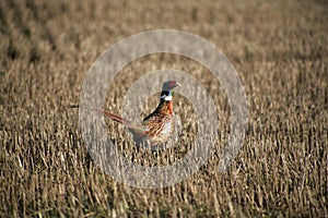 Pheasant in the Stubble photo