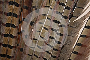 Pheasant tail feathers