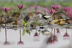 Pheasant-tailed Jacana ( Breeding plumage )