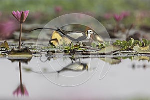 Pheasant-tailed Jacana ( Breeding plumage )