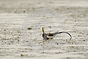 Pheasant-tailed Jacana Breeding Plumage