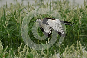 Pheasant-tailed jacana with extended wingspan soaring majestically over lush green grass in a meadow