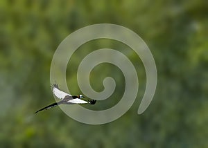 A Pheasant Tailed Jacana in flight