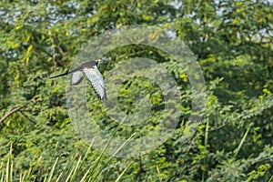 A Pheasant tailed Jacana in flight