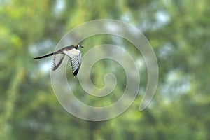 A Pheasant Tailed Jacana in flight