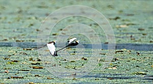 Pheasant-tailed jacana in flight