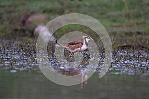 Pheasant-tailed jacana or Hydrophasianus chirurgus