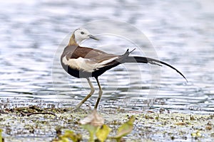 Pheasant-tailed Jacana Hydrophasianus chirurgus Beautiful Birds of Thailand