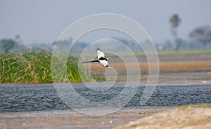 Pheasant-tailed jacana Hydrophasianus chirurgus flying over the lake