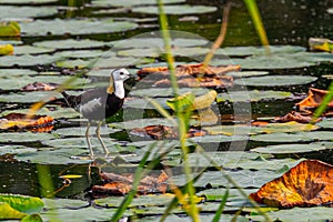 Pheasant Tailed Jacana standing on a lily pad in a pond