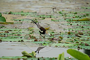 Pheasant-tailed Jacana