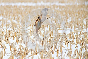 A Pheasant Takes Flight from a Snowy Cornfield - Nebraska