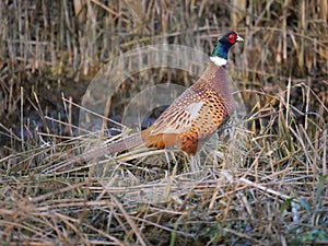 Pheasant on top of reed dump photo