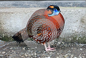 Pheasant Tragopan Satyr.