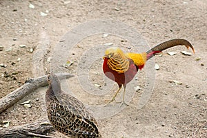 Pheasant