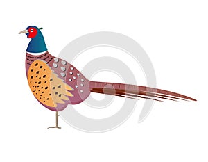 Pheasant vector illustration on white background