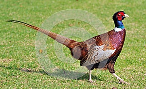 Pheasant Walking photo