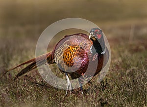 Pheasant walking on farmland