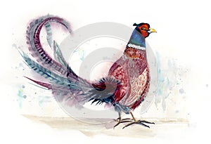 Pheasant Watercolor Bird