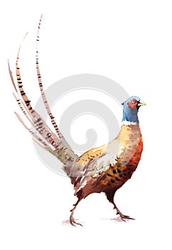 Pheasant Watercolor Bird Hand Painted Illustration isolated on white background