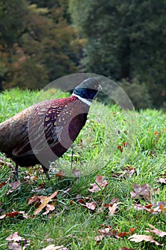Pheasant- In West Sussex