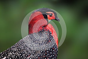 Pheasant Western Tragopan