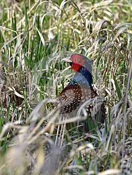 Pheasant wildshot
