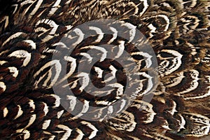 Pheasant wing plumage