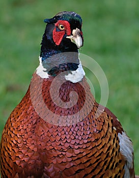 Pheasants are birds of several genera within the family Phasianidae