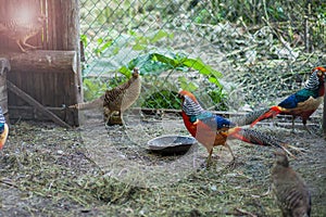 Pheasants in the cage