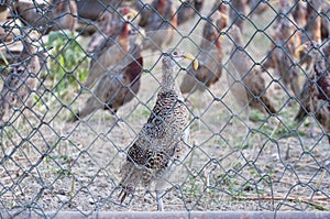 Pheasants in a cage on a farm