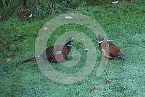 pheasants in early morning frost