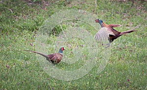 Pheasants fighting in nature