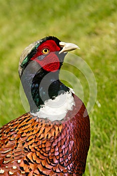 Pheasants head