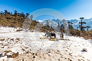 Phedang view point at Kanchenjunga National Park photo