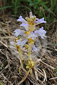 Phelipanche ramosa - Wild plant shot in the spring