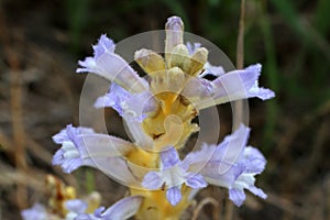 Phelipanche ramosa - Wild plant shot in the spring