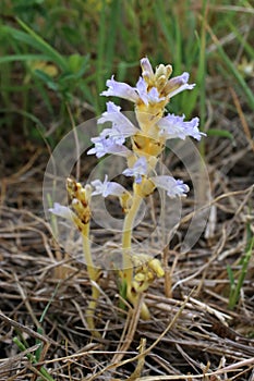 Phelipanche ramosa - Wild plant shot in the spring