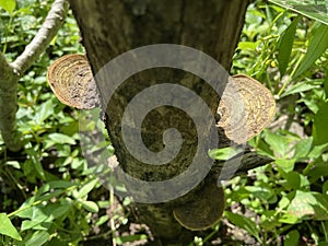 Phellinus fungus that attaches to dead tree trunks.
