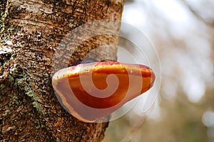 Phellinus igniarius