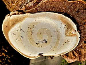 Phellinus igniarius mushroom