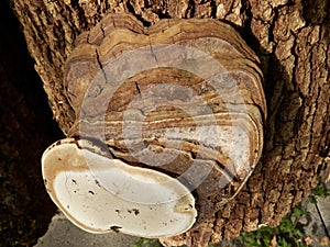 Phellinus igniarius mushroom