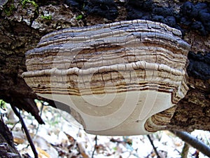 Phellinus igniarius mushroom