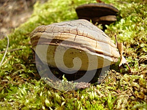 Phellinus igniarius mushroom