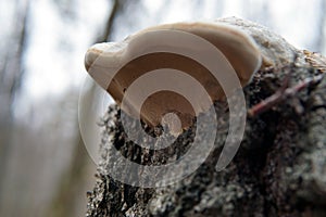 Phellinus igniarius mushroom, growing under fallen oak tree