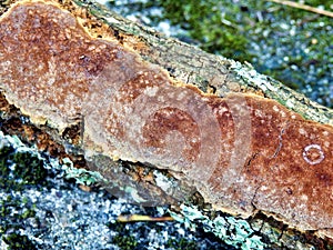 Phellinus punctatus