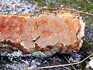 Phellinus punctatus