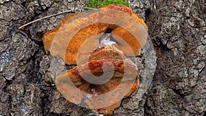 Phellinus robustus - saprophytic wood fungus on an old oak tree stump in a garden photo