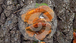 Phellinus robustus - saprophytic wood fungus on an old oak tree stump in a garden photo