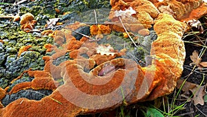 Phellinus robustus - saprophytic wood fungus on an old oak tree stump in a garden photo